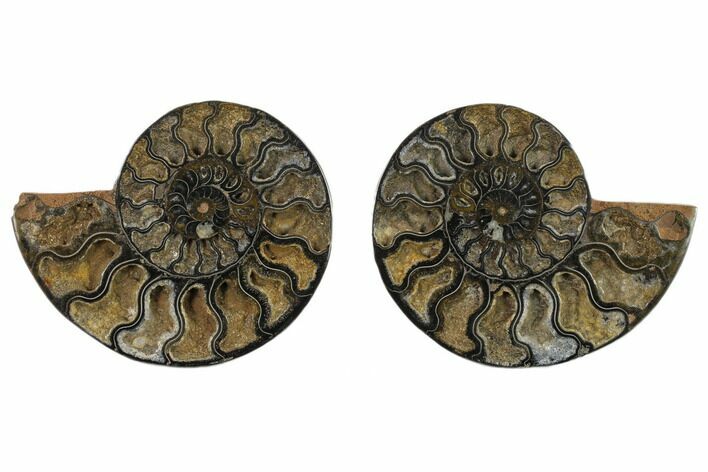 Cut/Polished Ammonite Fossil - Unusual Black Color #132537